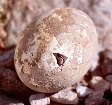 [AdelieEgg.jpg]
Adelie penguin egg hatching.