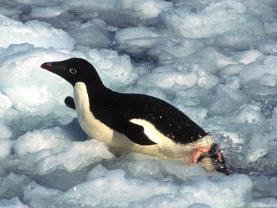 [AdelieIceClose.jpg]
An adelie paddling with his feet on floating ice. Penguins don't like this kind of conditions as they cannot move fast and they cannot see if a sea leopard may be lurking underneath.