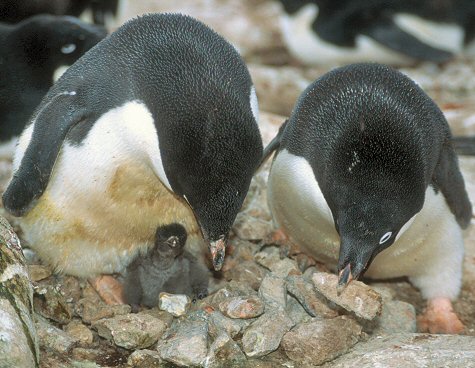 [AdelieNestMaking.jpg]
Un couple d'adélies ajoutant des cailloux à leur nid afin de maintenir leur poussin à peine éclot hors des eaux de fonte.