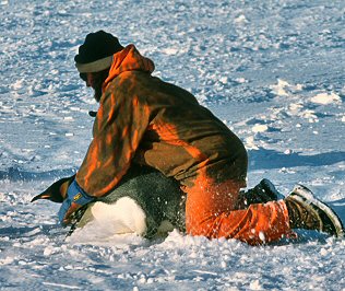 [EmperorCapture.jpg]
Capture of an emperor penguin for biology studies on fat metabolism and cold weather adaptation.