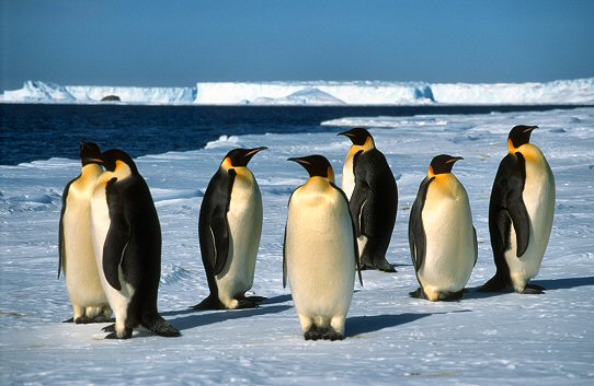 [EmperorsSpring.jpg]
Manchots empereur au bord de la glace de mer, prêts au grand départ de printemps.