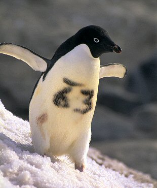 [RacingPenguin.jpg]
A racing penguin... No, seriously, it's an adelie penguin which has been tagged by biologists so they can recognize him.