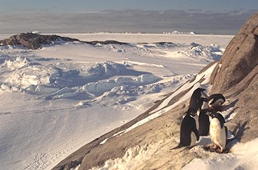 [SmallRookery.jpg]
Une minuscule colonie formée de seulement 3 couples sur le Nunatak. Dans des groups aussi petits, les oeufs et les poussins sont plus exposés aux attaques de skuas et pétrels géants. Effet sonore: manchot adélie adulte.