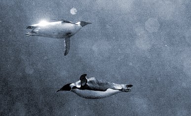 [WaterPenguins.jpg]
Une photo incroyable de manchot en plein vol ! En réalité deux empereurs sous l'eau. J'ai pris 4 rouleaux entiers pour obtenir à peine qq photos décentes et je me suis bien congelé les mains. J'ai mis l'appareil dans un sac plastique avec une plaque de verre collée, et j'ai tenu le tout dans l'eau à bout de bras, étendu sur la glace de mer. Par la suite j'ai utilisé un déclencheur infrarouge et l'appareil fixé à un bâton.