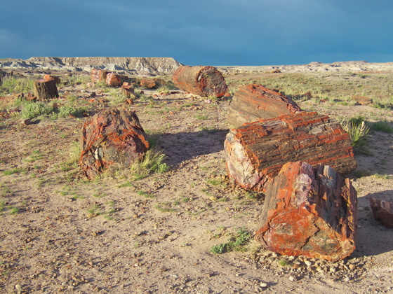 [20190429_180556_PetrifiedForest.jpg]
Bright red cristalized trees.