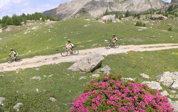 [20060627_BikeRhododendronPano_.jpg]
Rhododendron bush below the Moussiere pass.