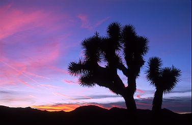 [JoshuaTreeDusk.jpg]
Dusk over Joshua Tree.