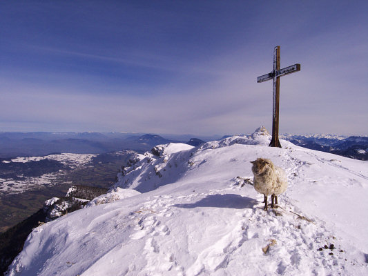 [20090312_102436_GrandeSureSummitSheep.jpg]
The summit sheep of the Grande Sure. Apparently during winter 2009 this sheep was on the summit all winter. I guess it decided against the slaughterhouse. It watched me curiously when I launched into the west couloir. Nice sweater by the way.