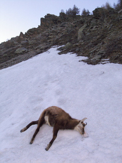 [20090423_195004_DeadChamois.jpg]
Young dead chamois under the Arsine pass. Fallen off ?