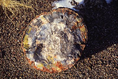 [PetrifiedTree.jpg]
Petrified tree off Petrified Forest NP.