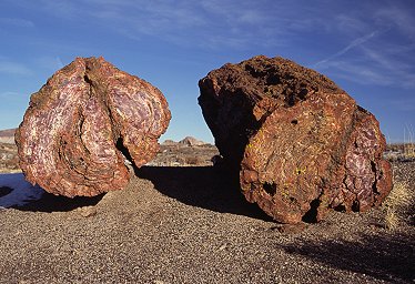 [PetrifiedTrees.jpg]
Petrified trees off Petrified Forest NP.