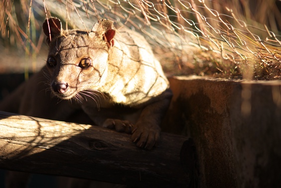 [20080929_144018_Fossa.jpg]
An endangered fossa, the largest native predator of the Madagascar. Similar to a small leopard, it's indeed closer to a mongoose.