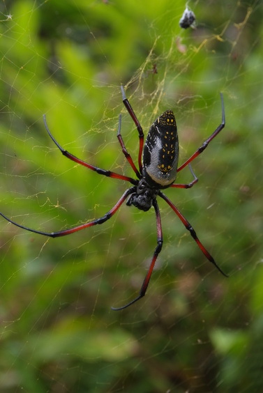 [20081023_143647_Spider.jpg]
Still an arthropod, but less eatable than the crayfish, here's a real-big Golden Orb Spider of the Nephila genus which our guide assures us only eats mosquitoes. I almost feel sorry for the mosquitoes. Yeah, right. The silk from this spider can actually be used to weave clothing.