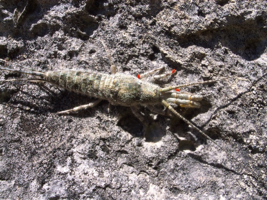 [20070728-130416_CroixDesTetes.jpg]
Strange insect (a tiny rock lobster ?) crawling on the rock.