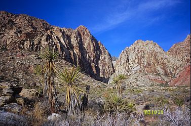 [BlackVelvetCactus.jpg]
Black Velvet Canyon and Joshua trees.