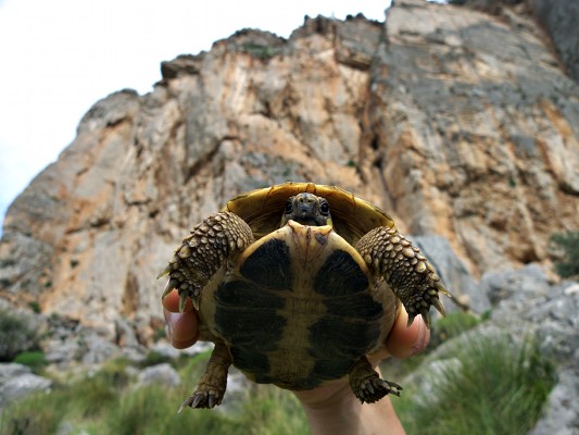 [20091005_105628_StelleStannoGuardare.jpg]
One of the several turtles we found on the approach.