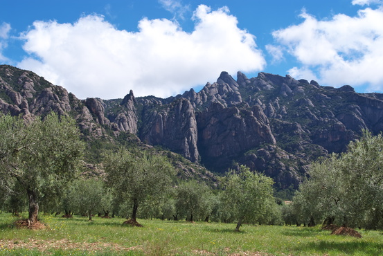 [20130430_125008_Montserrat.jpg]
Olive trees and the entrance to one of Montserrat's valley. Our planned route is on the pillar right in the middle of the image.