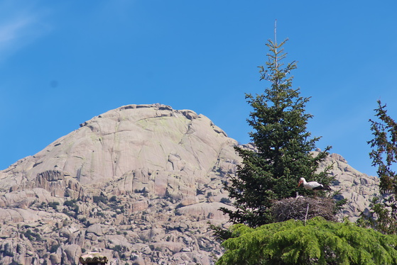 [20130505_115212_Pedriza.jpg]
Stork on its nest facing the Yelmo (summit) of La Pedriza. Hmmm, about that stork...