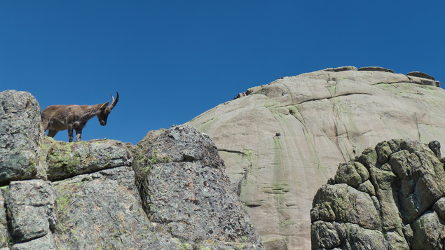 [20130506_112858_Yelmo.jpg]
Mountain goats at the Yelmo.