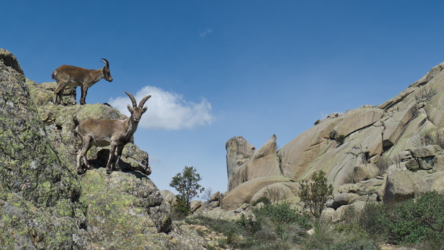 [20130506_112913_Yelmo.jpg]
More mountain goats.