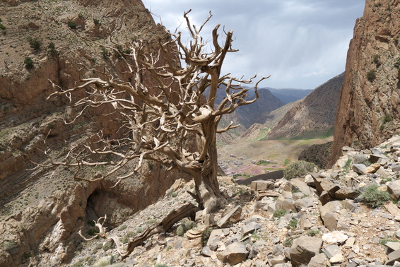 [20120509_134536_AuNomDeLaReforme.jpg]
Dead (?) juniper tree.