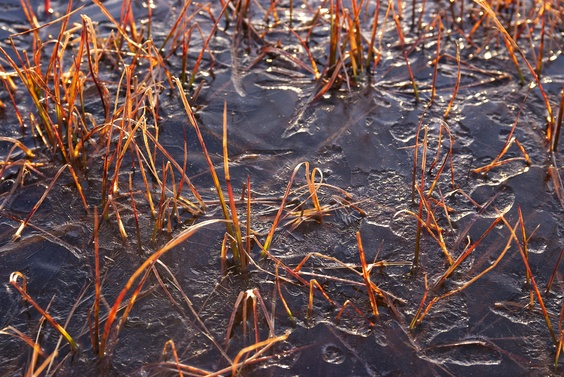 [20071023_181347_LacFourchu.jpg]
Frozen grass off the marshes around the Lac Fourchu.