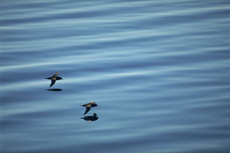 [Birds.jpg]
Some muttonbird feeding on the sea near the shore between Tasmania and Bruny Island. Their real name is short tailed shearwaters. They breed around Tasmania, fly thousands of miles and always come back to the same burrow to breed, bloody amazing. Their numbers are increasing after having been depleted in the early 1900's. They are eaten or used for oil, the chicks taken from the burrows, necks wrung, not a very pleasant way to go. Mostly Aborigines harvest the birds these days, especially up around the Bass Strait Islands. (Thanks to Pete for the info).