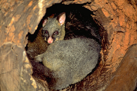 [Possum.jpg]
Couple of brush tail possums nesting in a tree root. In Tasmania they are considered a 'nice furry animal', but in New Zealand they are target practice ! When you are out camping they are attracted by anything remotely edible, from charcoal to your forehead's sweat... Kind of strange feeling to wake up to when your girlfriend is not around !