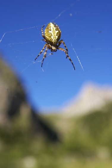 [20070714_193051_Spider.jpg]
Big spider trying its luck at catching hikers.