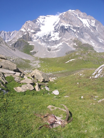 [20070715-174207_GrandeCasseDeadSheep.jpg]
Carcass of a dead mountain goat before the Grande Casse.