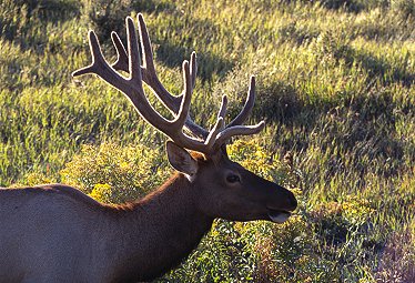 [Deer.jpg]
Deer in Yellowstone.