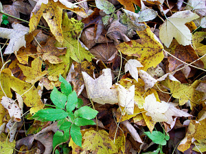 Colored autumn leaves