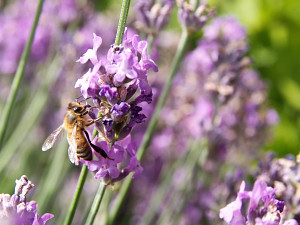 Bee on lavender