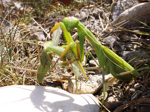 Praying mantis getting a good hold on its prey