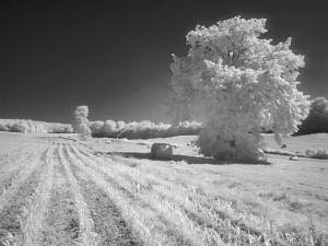 Freshly harvested haystacks in the fields