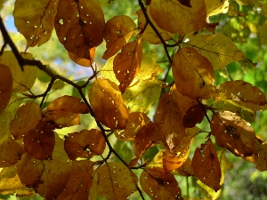 Autumn leaves