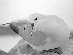 Antarctic Fulmar on its nest