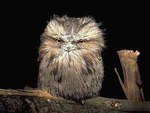 [BigMouth.jpg]
Weird Tasmanian Tawney Frogmouth bird