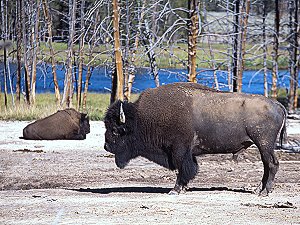 Bison in Yellowstone