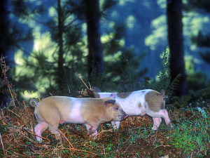 [Corsica_WildPiglets2.jpg]
Wild piglets in Corsica