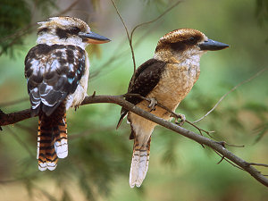 Funnybirds Kookabura putting on a show