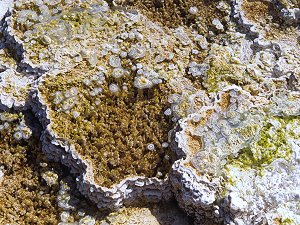 Mineral spring, Yellowstone