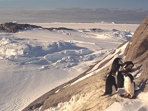 Small Adelie penguin rookery