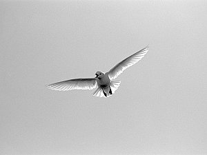 Snow petrel on flight