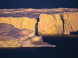 Adelie penguins in front of the Astrolabe glacier