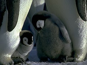 Two emperor chicks facing each others