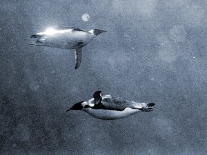 Two emperor penguins underwater (B&W picture)