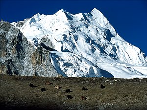 The yaks in the morning at Intermediate Camp