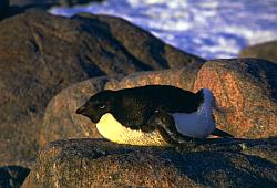 Adelie039 - Adelie penguin on its nest