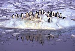 Adelie058 - Adelie penguins on sea ice